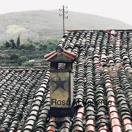 Janonas Cc-cr-00219 * 加塔