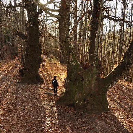 Janonas Cc-cr-00219 乡村民宿