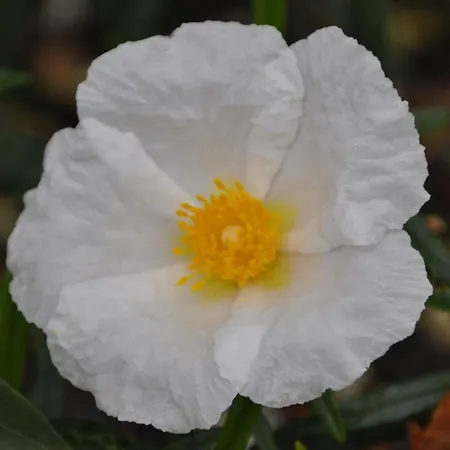 乡村民宿 Janonas Cc-cr-00219 *