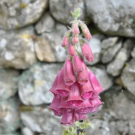 乡村民宿 Janonas Cc-cr-00219 加塔