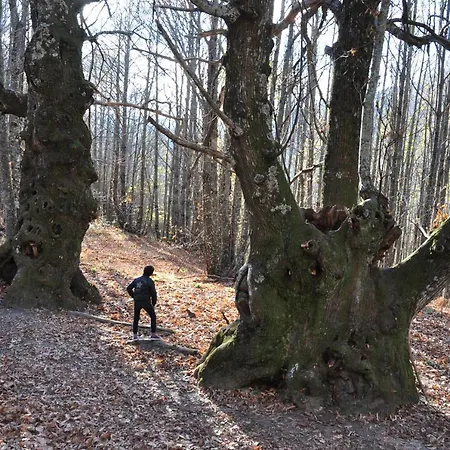 Janonas Cc-cr-00219 * 加塔