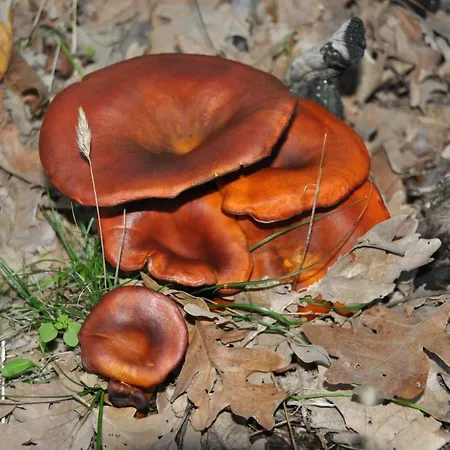 Летний дом Janonas Cc-cr-00219 Гата