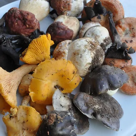 Janonas Cc-cr-00219 Летний дом Гата