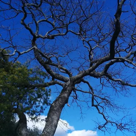 Janonas Cc-cr-00219 * Гата