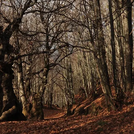 Janonas Cc-cr-00219 Летний дом *