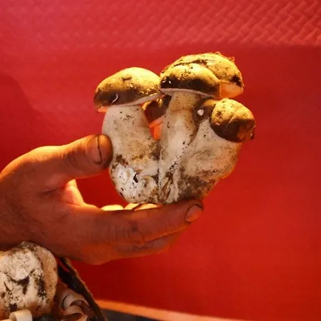 Janonas Cc-cr-00219 * 加塔