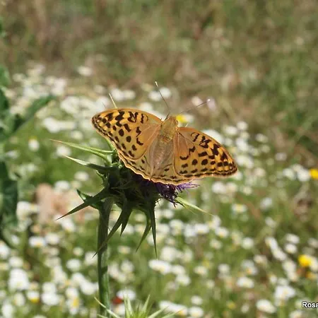 Janonas Cc-cr-00219 *