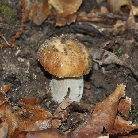 Janonas Cc-cr-00219 Летний дом