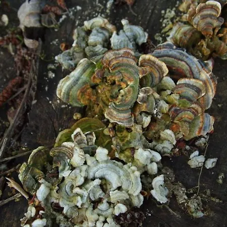 Janonas Cc-cr-00219 *