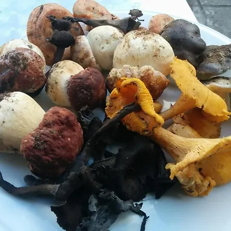 Janonas Cc-cr-00219 Летний дом