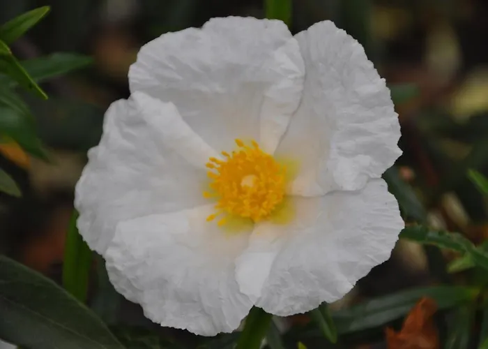 Country house Janonas Cc-cr-00219 *