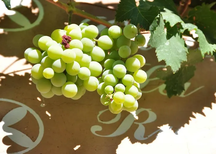 Janonas Cc-cr-00219 *