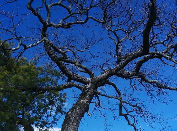 Janonas Cc-cr-00219 * Gata