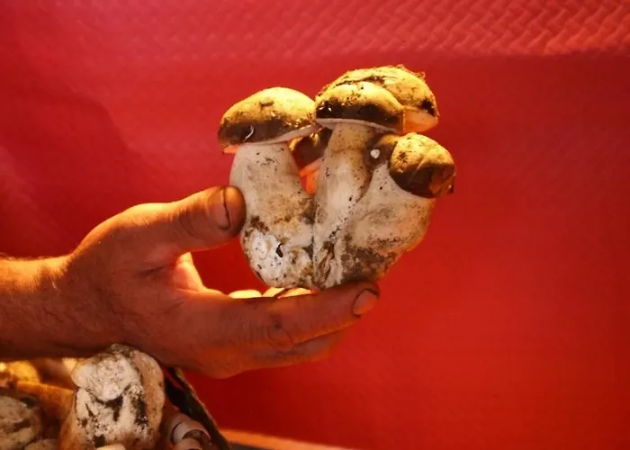 Jañonas Cc-cr-00219 * Gata