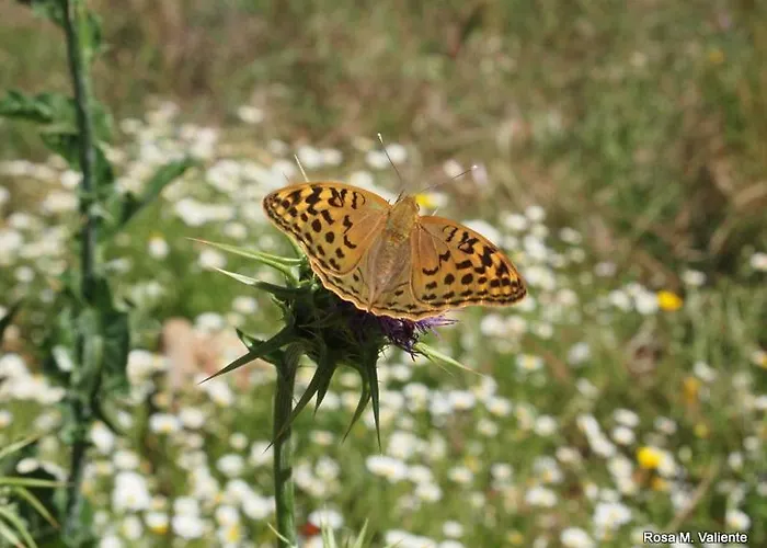 Janonas Cc-cr-00219 *