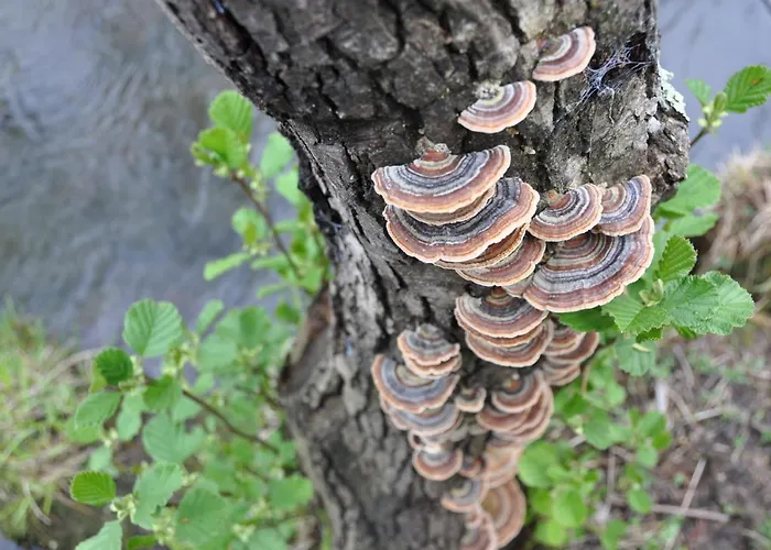 Jañonas Cc-cr-00219