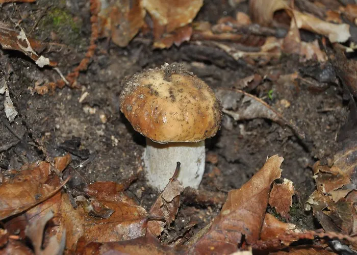 Janonas Cc-cr-00219 Country house