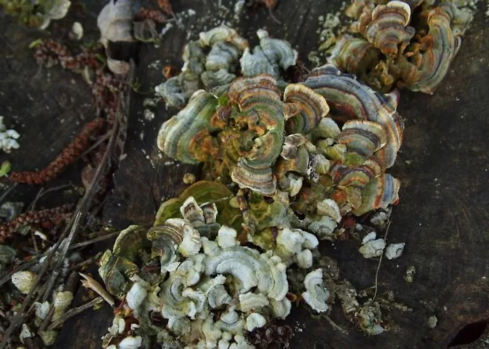 Janonas Cc-cr-00219 *