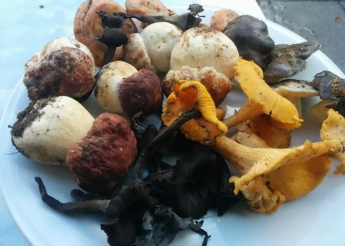 Janonas Cc-cr-00219 Country house