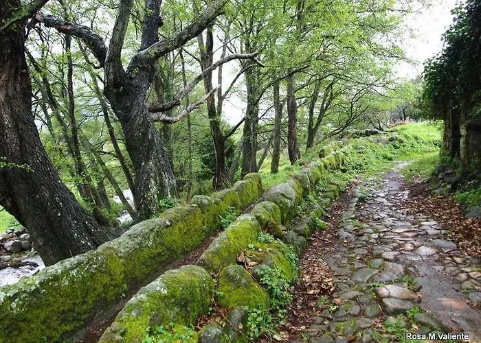 Janonas Cc-cr-00219 Gata